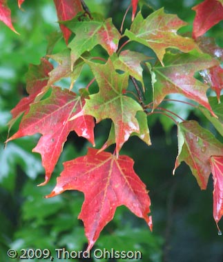 Acer saccharum